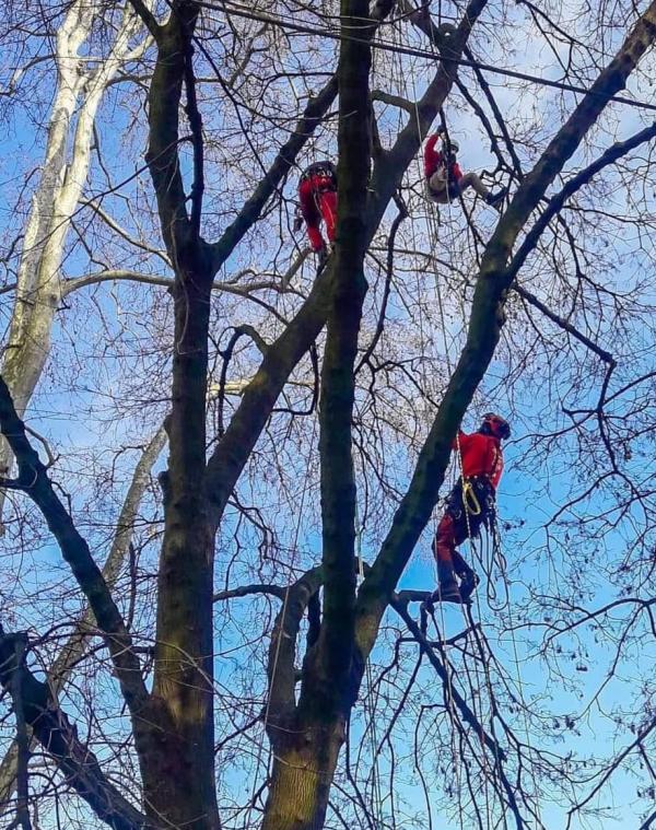 tree climbing